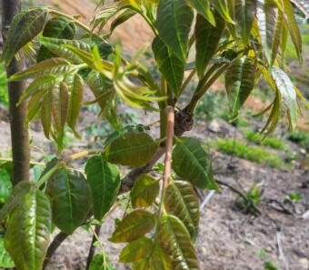 가죽나물고추장장아찌 만드는법