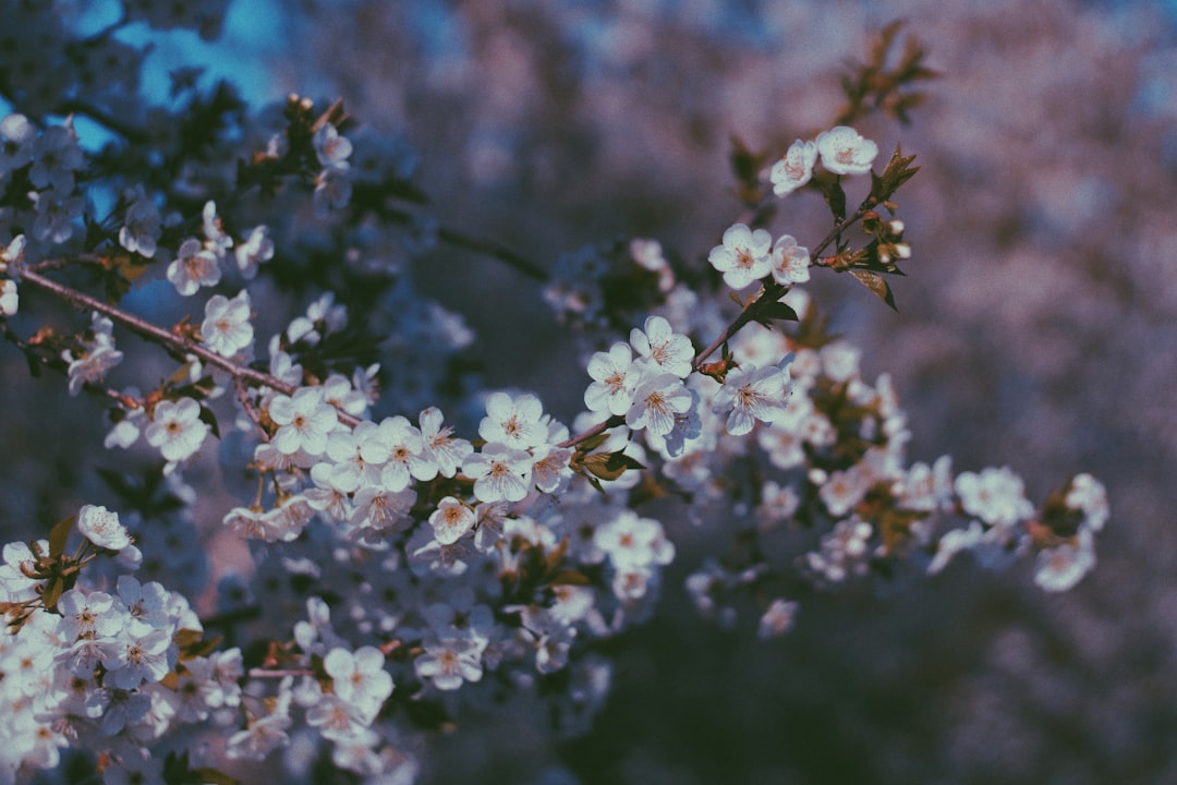 Blossoms