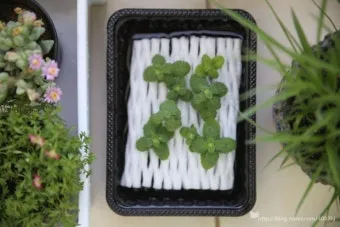 민트 재배 수경 재배 물 갈이 뿌리 번식_15