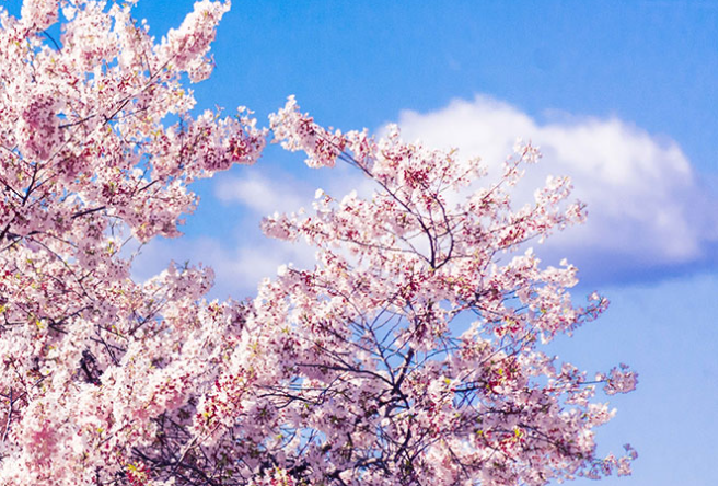 진해 군항제 일정