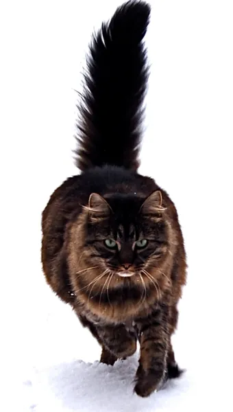 메인쿤 고양이 유전병_5