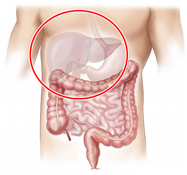 사람몸-간-심장-대장-소장