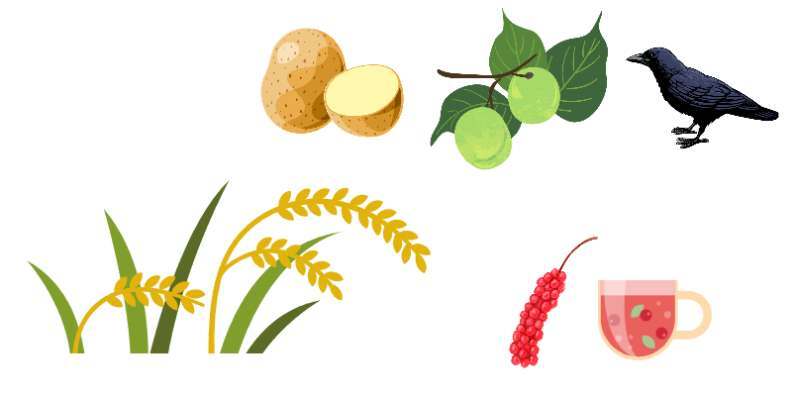 망종 보리 감자 매실 오미자