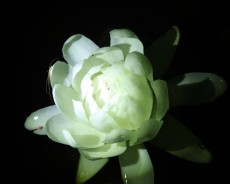 세미원 연꽃축제