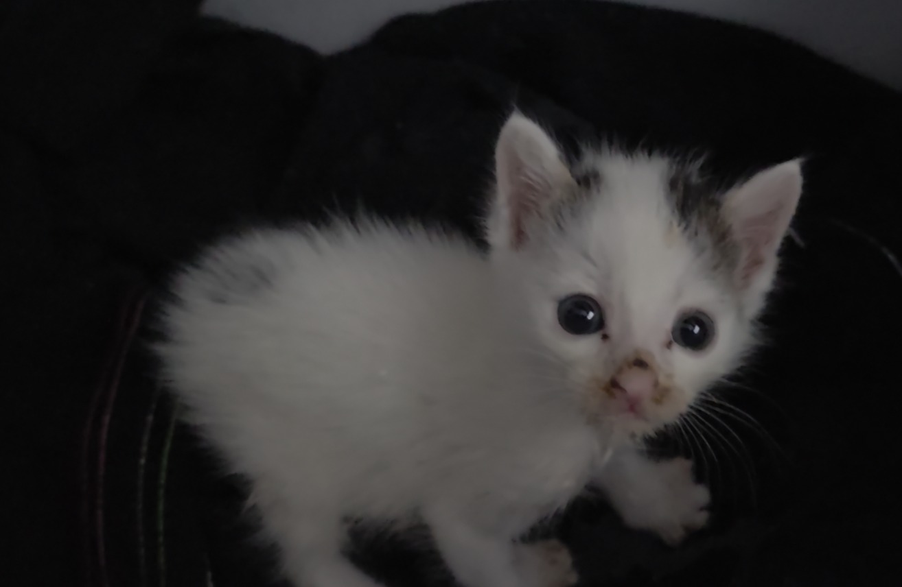 꼬리와 등 털을 부풀리는 고양이