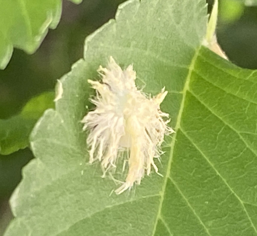 갈색날개매미충2