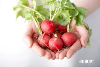 래디시 재배 직파 요령 솎아주기 토양 pH 맞추기_30