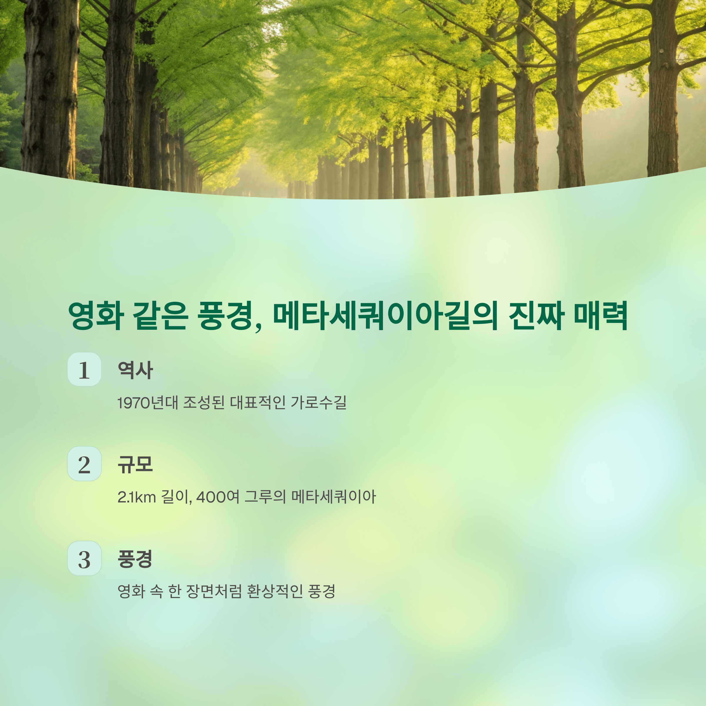 담양 메타세쿼이아길, 걷기 좋은 계절 지금이 찬스