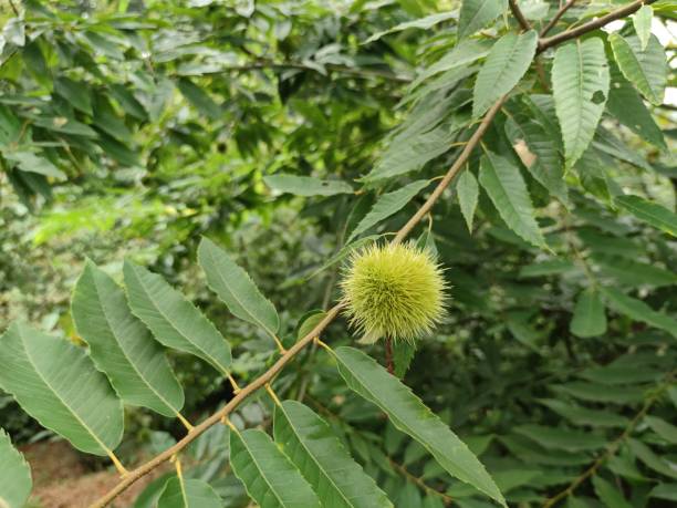 밤나무 꿈 해몽