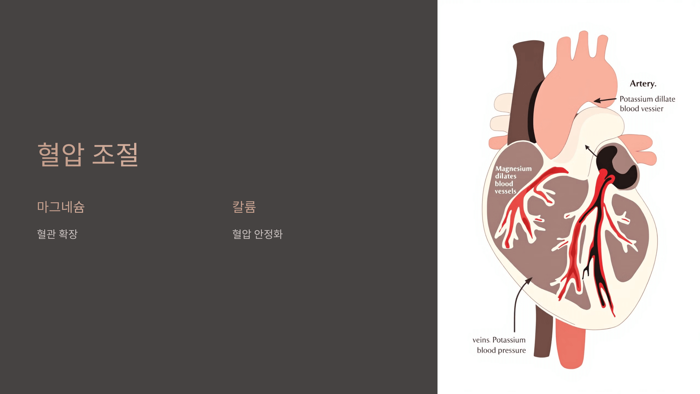 땅콩 사진입니다.