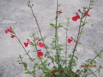 세이지 재배 삽목 번식 배수성 좋은 흙 가지치기_32