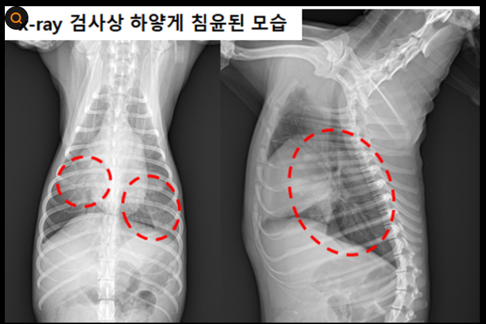 강아지 호흡기 질환 폐렴·기관허탈·기관지염에서 심장병으로 발달한다면?