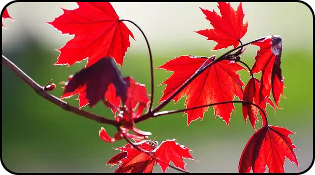 2024년 내장산 단풍절정시기