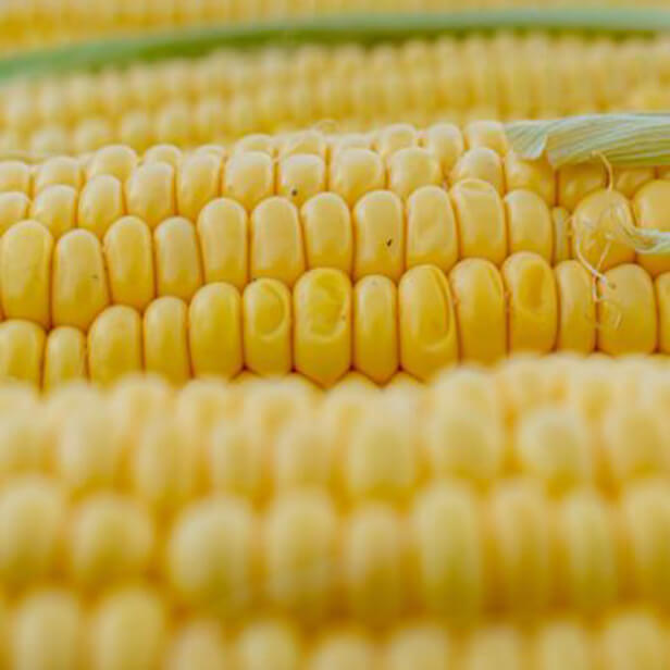 옥수수 삶는 방법