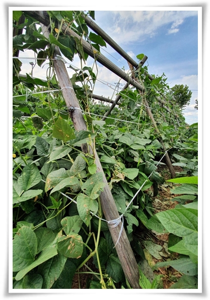 텃밭 "5월, 동부콩 심으세요!" 텃밭의 숨은 보석 알고보면 매력 덩어리!