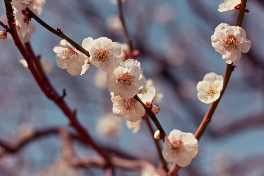 Plum blossom