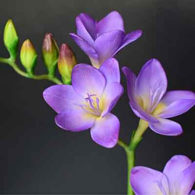 보라색 프리지아 꽃말 여왕