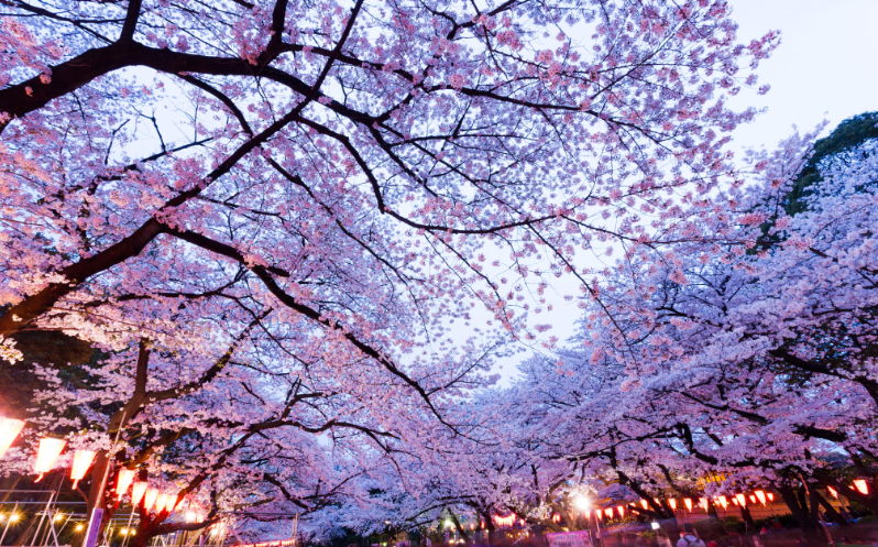 우에노벚꽃축제 -이미지출처-일본정부관광국
