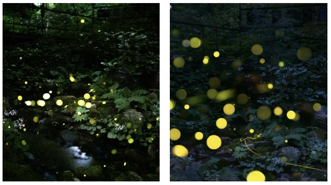 화담숲 반딧불이 서식처