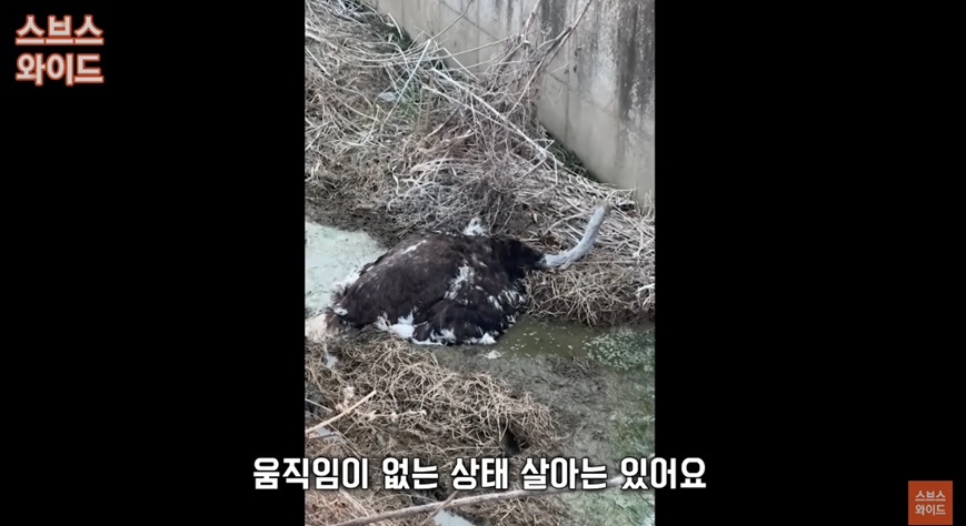 타조의 탈출과 비극적인 결말