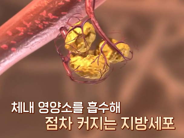 락토페린 효능