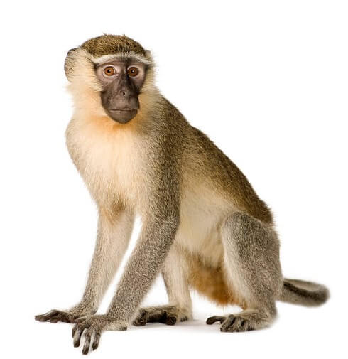 원숭이띠쥐띠궁합