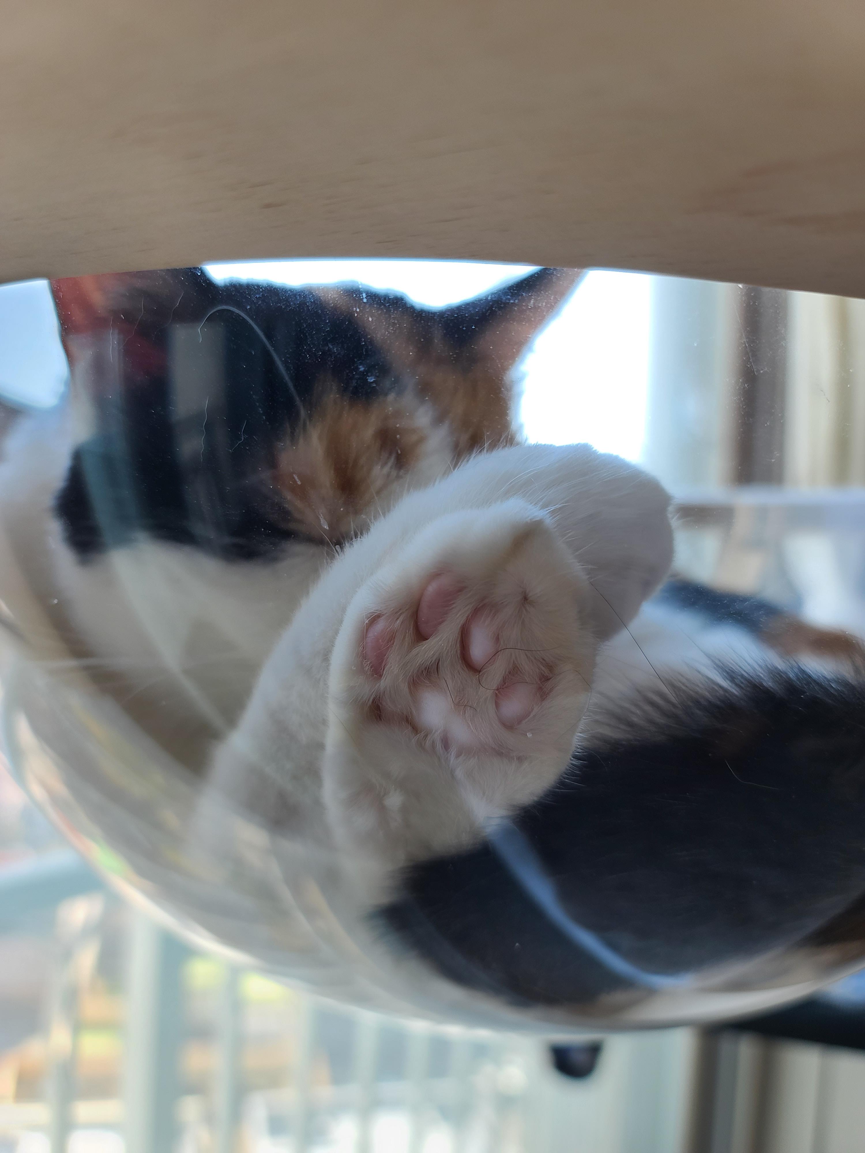 카메라가 깨지기 전 투명캣볼에서 그루밍하는 요미 사진과 영상.