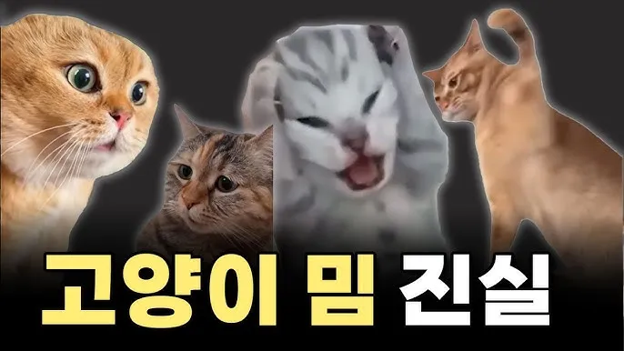 고양이 여름나기 보양식_3