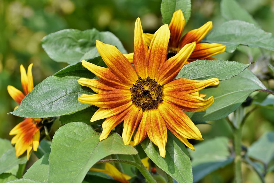 Close-up of a vibrant sunflower bloom with lush green leaves in a summer garden.