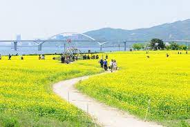 2024 구리 유채꽃 축제 기본일정과 프로그램 소개 민경훈 김나희 울랄라세션 류지광 김연자 황민우 KCM 바다 출연