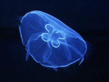 해파리에 쏘였을 때 대처법 경험담과 응급처치 방법