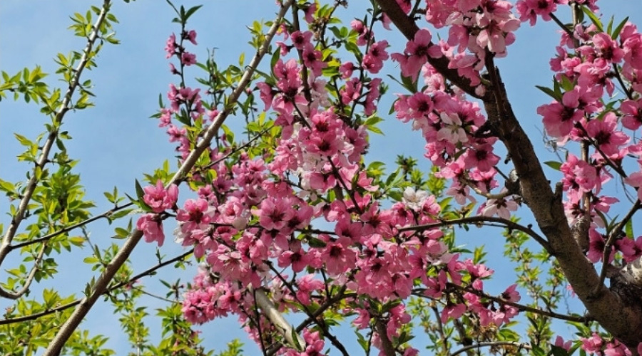 야생에서 잘 자라고 있는 복숭아나무의 분홍색 꽃잎을 확대를 하여 찍은 사진