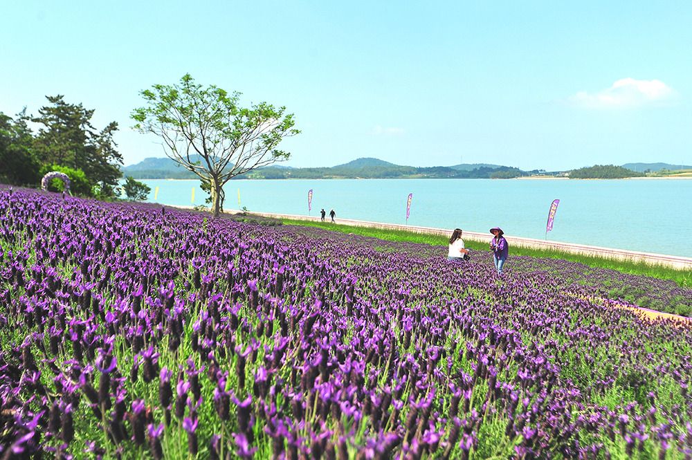 2025 신안 퍼플섬 라벤더 축제 일정 및 관람 정보