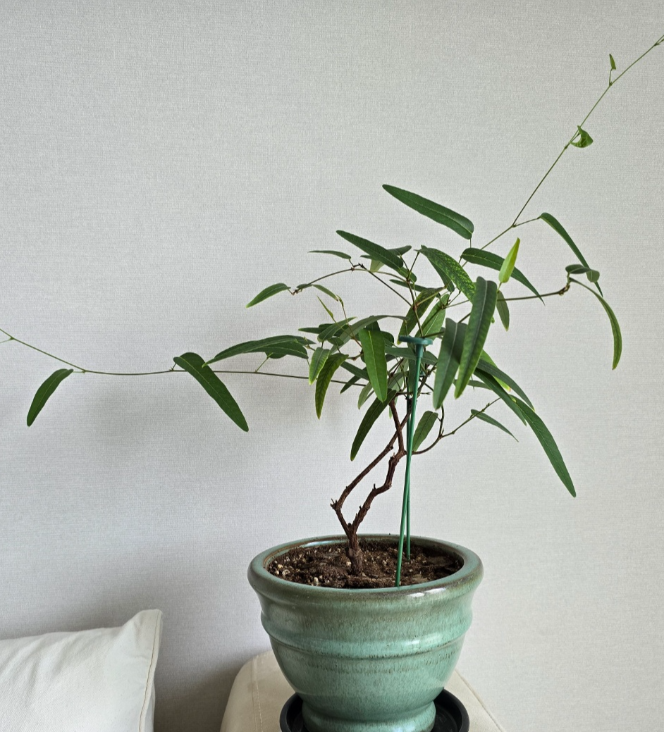 많이 좋아진 1년전 모습의 보라싸리