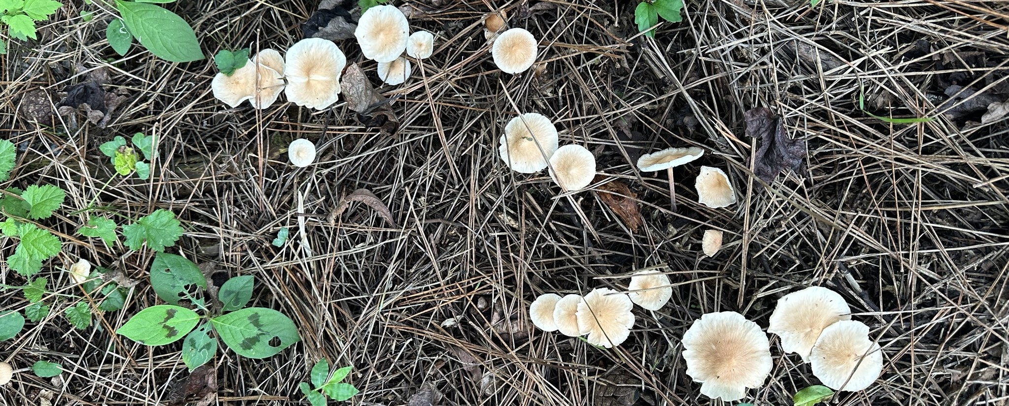 식물사진