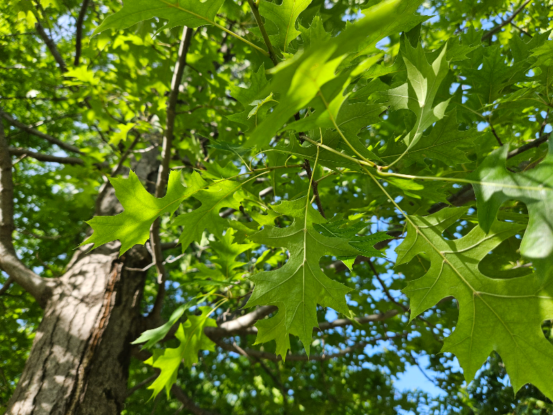 대왕참나무 수형1