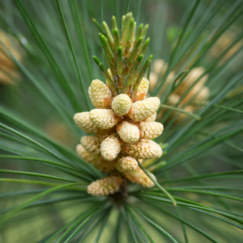 송화가루 알레르기_20