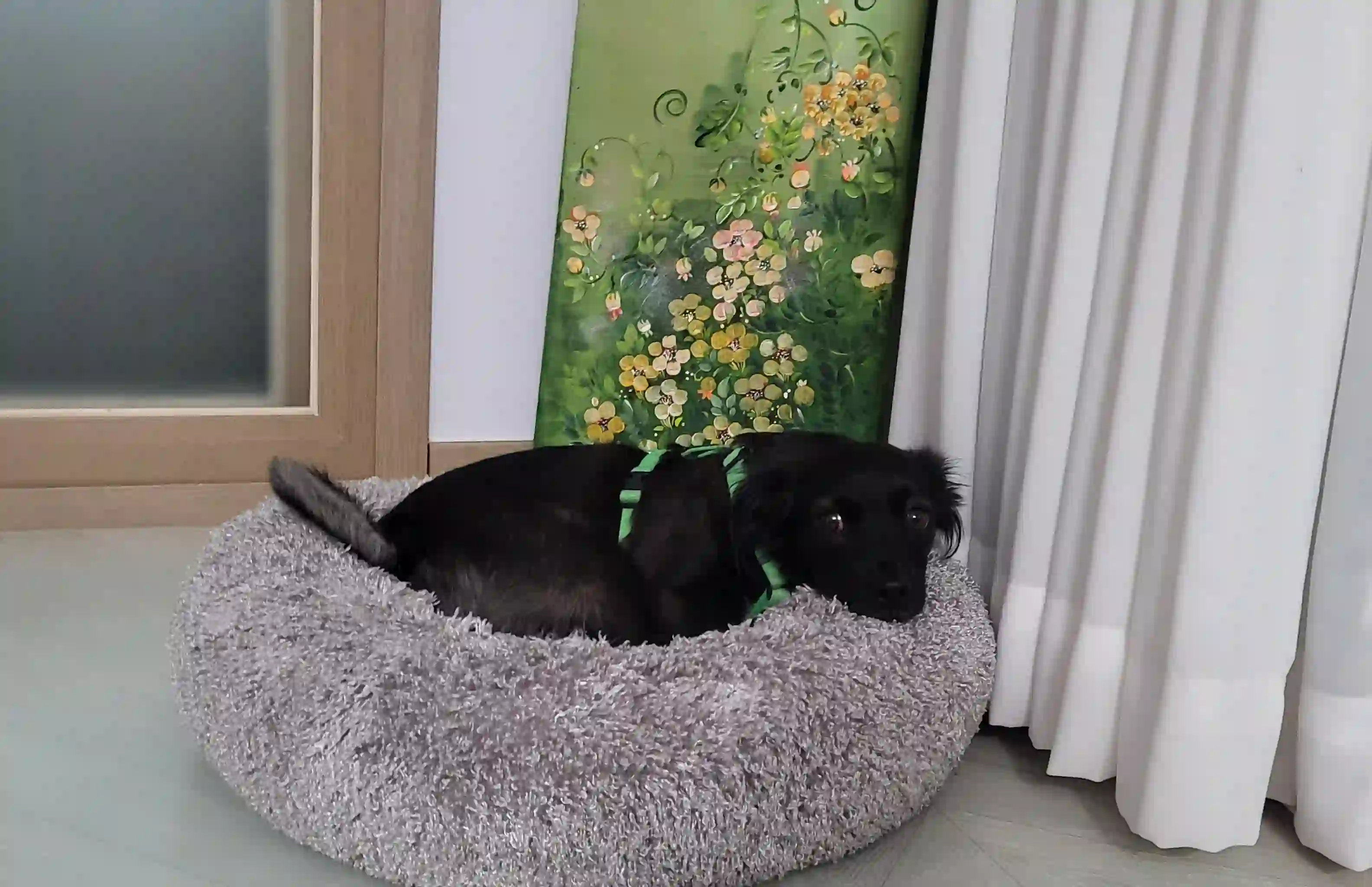 강아지 사진