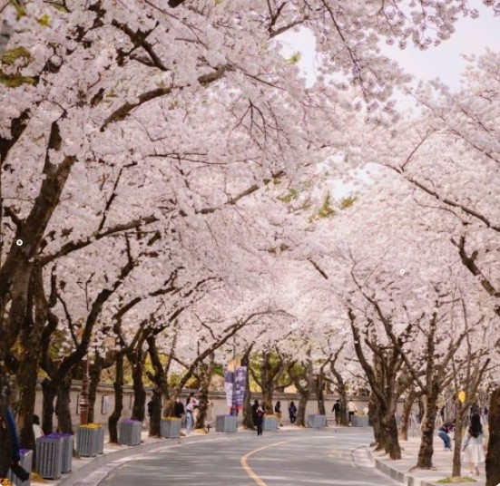 경주 벚꽃 축제