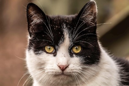 반려동물 직업 트렌드&amp;#44; 동물보호사&middot;행동지도사&middot;펫보험까지