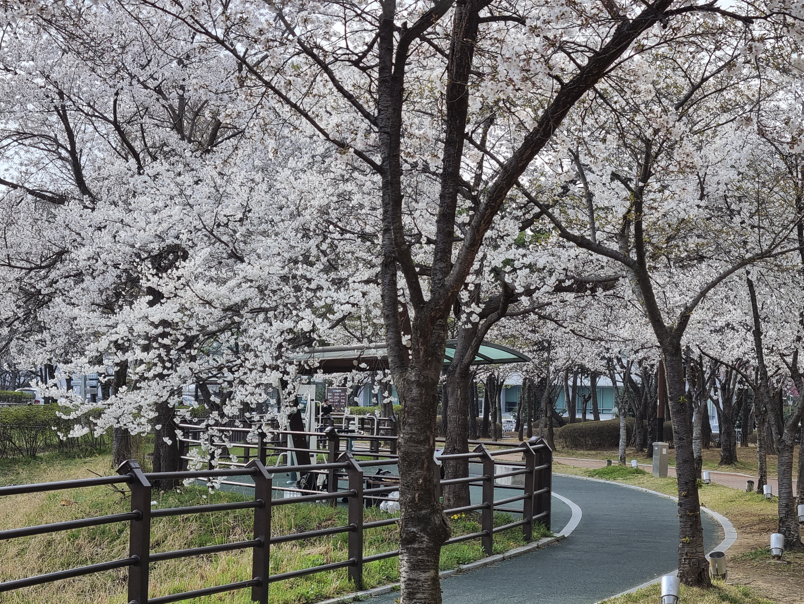 오송호수공원 벛꽃 3