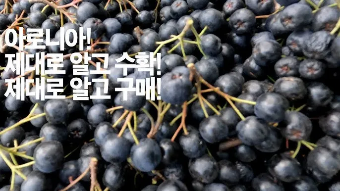 아로니아 수확시기에 맞춘 열매 먹는방법 분말 부작용 가격 정보_9