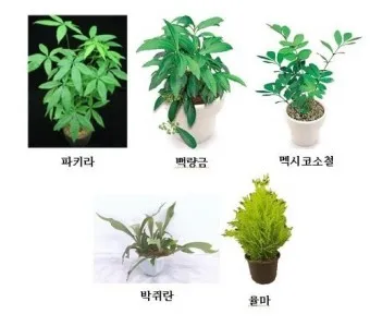 실내 공기정화식물 추천 10가지_10