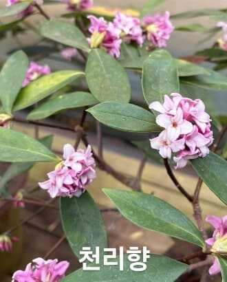 2025 제주 보롬왓 튤립축제