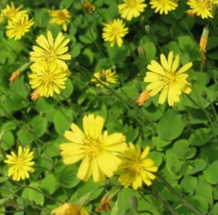 씀바귀 효능과 부작용 먹는법 고르는법