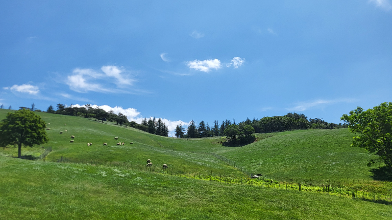대관령목장 방목하는 양 사진