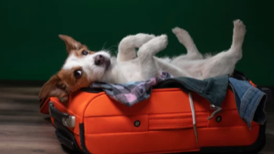 잭 러셀 테리어(Jack Russell Terrier)이미지