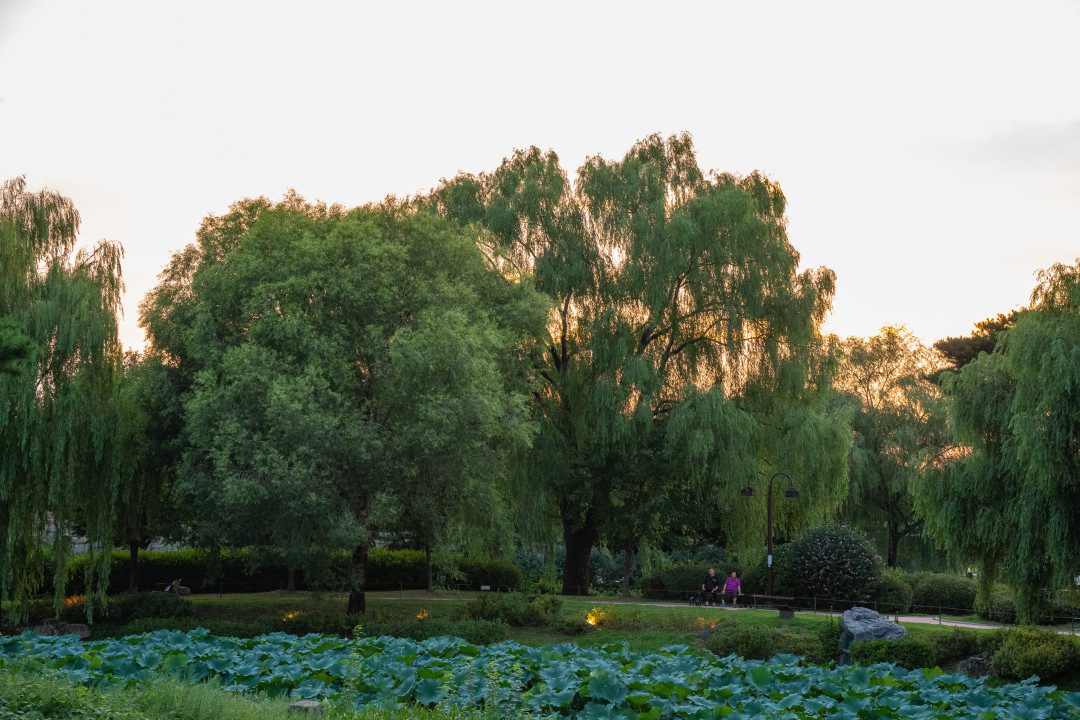 방화수류정 화홍문 버드나무