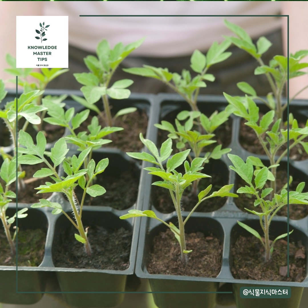 토마토 모종을 사서 키우는 장점