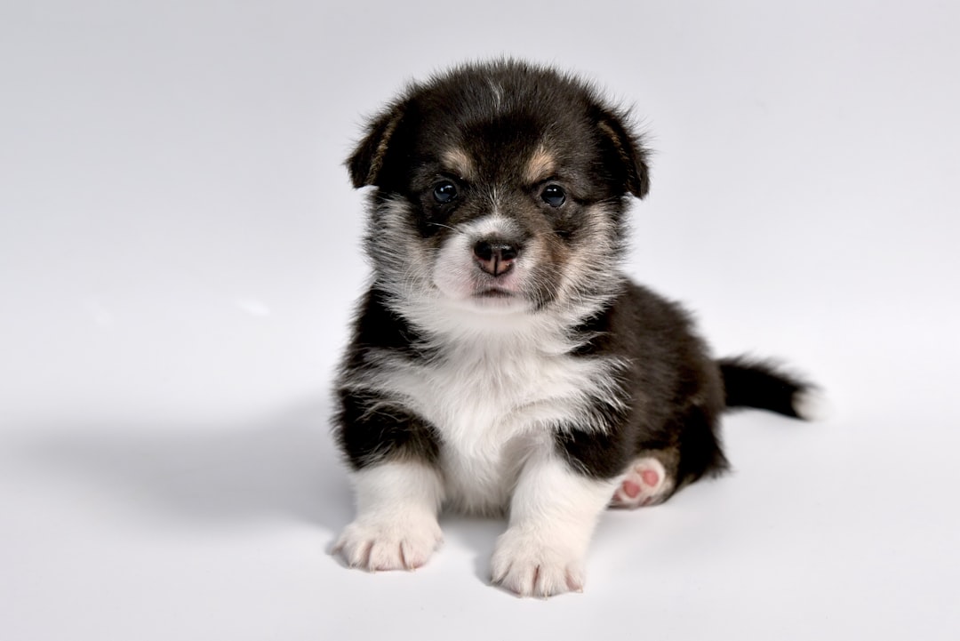 Puppy